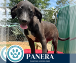 Small #1 Labrador Retriever Mix