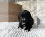 Small #12 Bernedoodle
