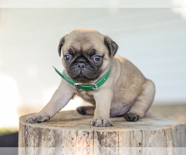 Medium Photo #3 Pug Puppy For Sale in LIBERTY, KY, USA