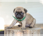 Small #2 Pug