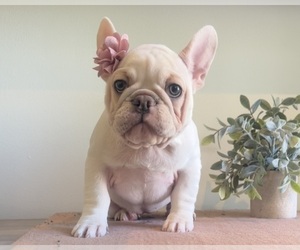 French Bulldog Puppy for Sale in AURORA, Illinois USA