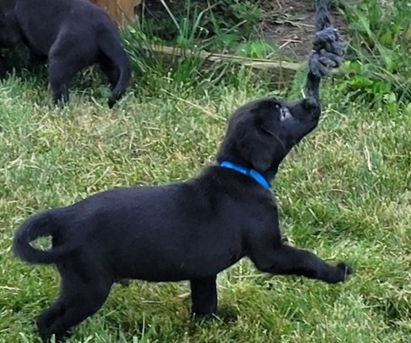 Medium Photo #4 Labrador Retriever Puppy For Sale in ARTHUR, IL, USA