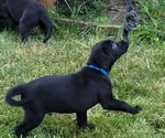 Small Photo #4 Labrador Retriever Puppy For Sale in ARTHUR, IL, USA