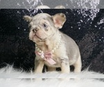 Small #5 French Bulldog