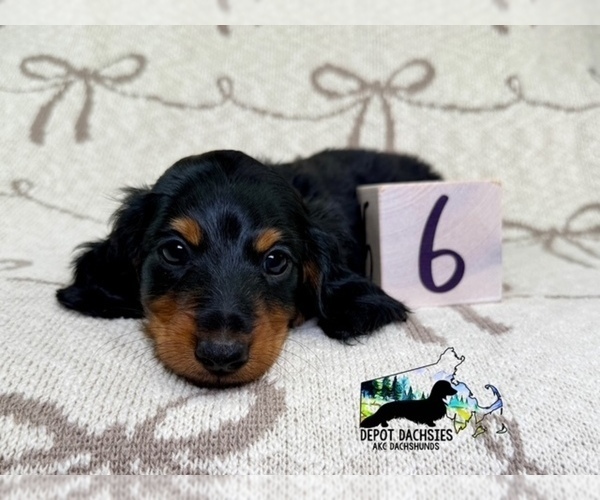 Medium Photo #2 Dachshund Puppy For Sale in SOUTH EASTON, MA, USA