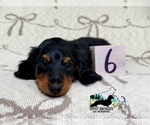 Small #1 Dachshund