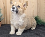 Small Photo #62 Pembroke Welsh Corgi Puppy For Sale in GOSHEN, IN, USA