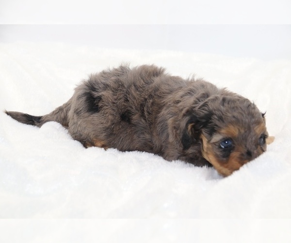 Medium Photo #19 Cockapoo Puppy For Sale in RIPLEY, TN, USA