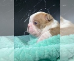 Small Photo #61 Boston Terrier Puppy For Sale in TULARE, CA, USA