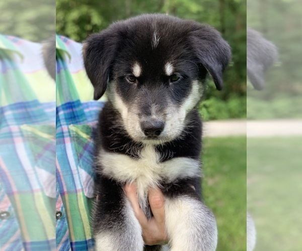 Medium Photo #4 Goberian Puppy For Sale in MORGANTOWN, IN, USA