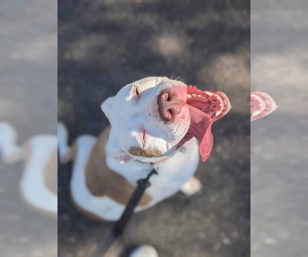 Medium Photo #17 American Bulldog-Unknown Mix Puppy For Sale in Calhoun, GA, USA