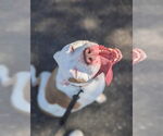 Small #16 American Bulldog Mix