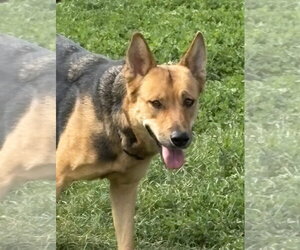 Penelope - Female German Shepherd Dog Dog for Adoption - Photo #3