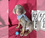 Small #1 Doberman Pinscher