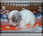 Small #1 Chihuahua