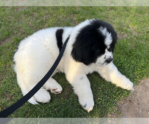 Newfoundland Puppy for sale in ISANTI, MN, USA