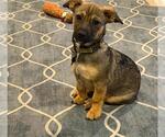 Benny - Male Beagle-Unknown Mix Dog for Adoption - Small photo