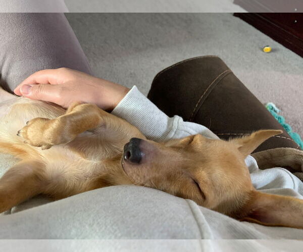 Medium Photo #3 Chihuahua-Unknown Mix Puppy For Sale in Virginia Beach, VA, USA