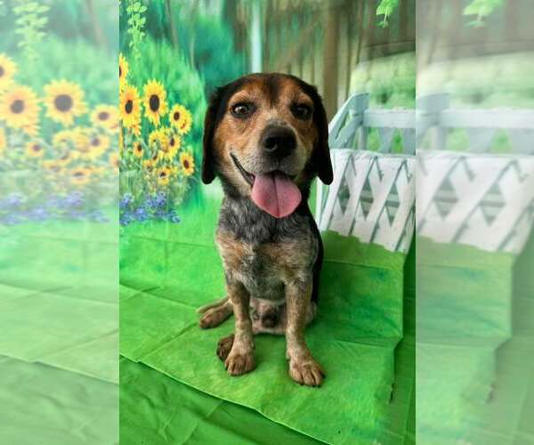 Medium Photo #2 Beagle Puppy For Sale in Sanderson, FL, USA