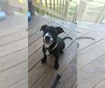 Small Labrador Retriever Mix