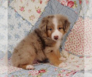 Miniature Australian Shepherd Puppy for sale in HARRISON, OH, USA