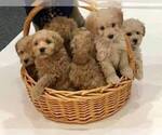 Small Photo #10 Goldendoodle Puppy For Sale in LIMA, OH, USA
