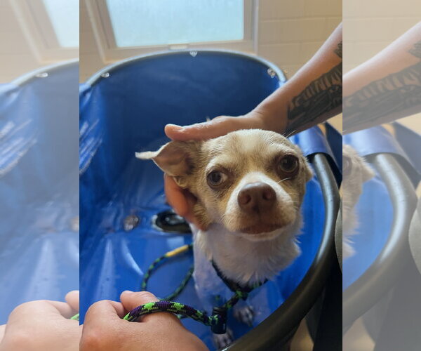 Medium Photo #4 Chihuahua-Unknown Mix Puppy For Sale in St. Louis Park, MN, USA