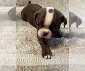 Boston Terrier Puppy for Sale in LIBERTY, South Carolina USA