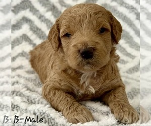 Goldendoodle-Poodle (Miniature) Mix Puppy for sale in ELKTON, VA, USA