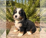 Image preview for Ad Listing. Nickname: North