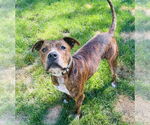 Small #5 American Pit Bull Terrier Mix