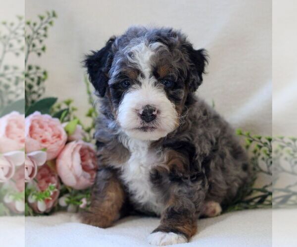 Medium Photo #5 Bernedoodle (Miniature) Puppy For Sale in NARVON, PA, USA