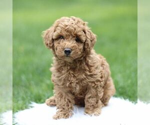 Poodle (Toy) Puppy for Sale in NEW HOLLAND, Pennsylvania USA