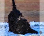 Small Photo #4 Spanish Water Dog Puppy For Sale in SIMLA, CO, USA
