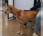 Small #9 German Shepherd Dog-Greyhound Mix