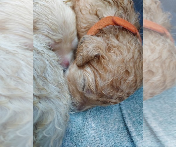 Medium Photo #37 Bordoodle Puppy For Sale in COPPERAS COVE, TX, USA