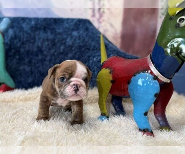 Medium Photo #5 English Bulldog Puppy For Sale in OOLOGAH, OK, USA