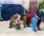 Small #4 English Bulldog