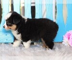 Small Photo #4 Miniature Australian Shepherd Puppy For Sale in FREDERICKSBG, OH, USA