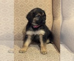 Small #3 Golden Shepherd