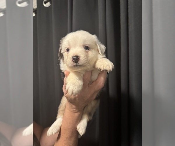 Medium Photo #3 Australian Shepherd Puppy For Sale in ORLANDO, FL, USA