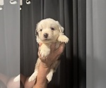 Small #2 Australian Shepherd