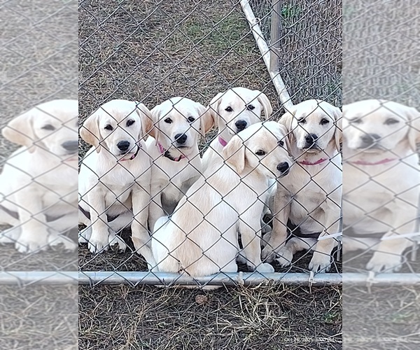 Medium Photo #1 Labrador Retriever Puppy For Sale in HUDSON, MI, USA