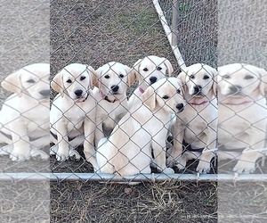 Labrador Retriever Puppy for sale in HUDSON, MI, USA