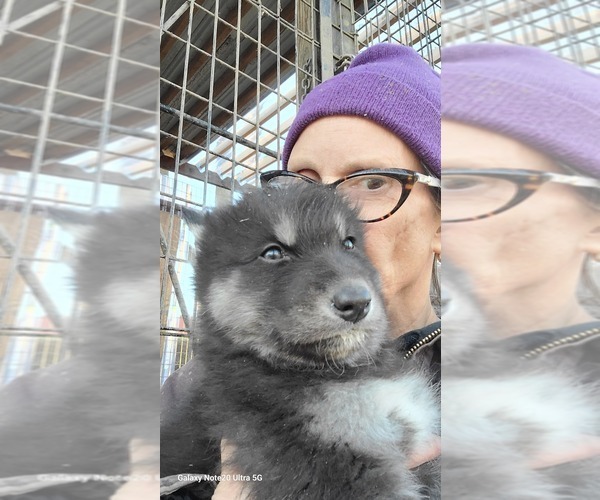 Medium Photo #9 Wolf Hybrid Puppy For Sale in DALTON, OH, USA