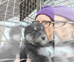 Small Photo #9 Wolf Hybrid Puppy For Sale in DALTON, OH, USA