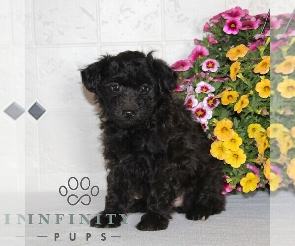 Medium Photo #1 Jack-A-Poo Puppy For Sale in KIRKWOOD, PA, USA