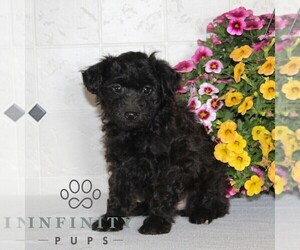 Jack-A-Poo Puppy for sale in KIRKWOOD, PA, USA