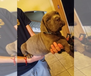 Cane Corso Puppy for sale in BROWNSVILLE, TX, USA