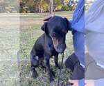 Small #2 Labrador Retriever-Plott Hound Mix